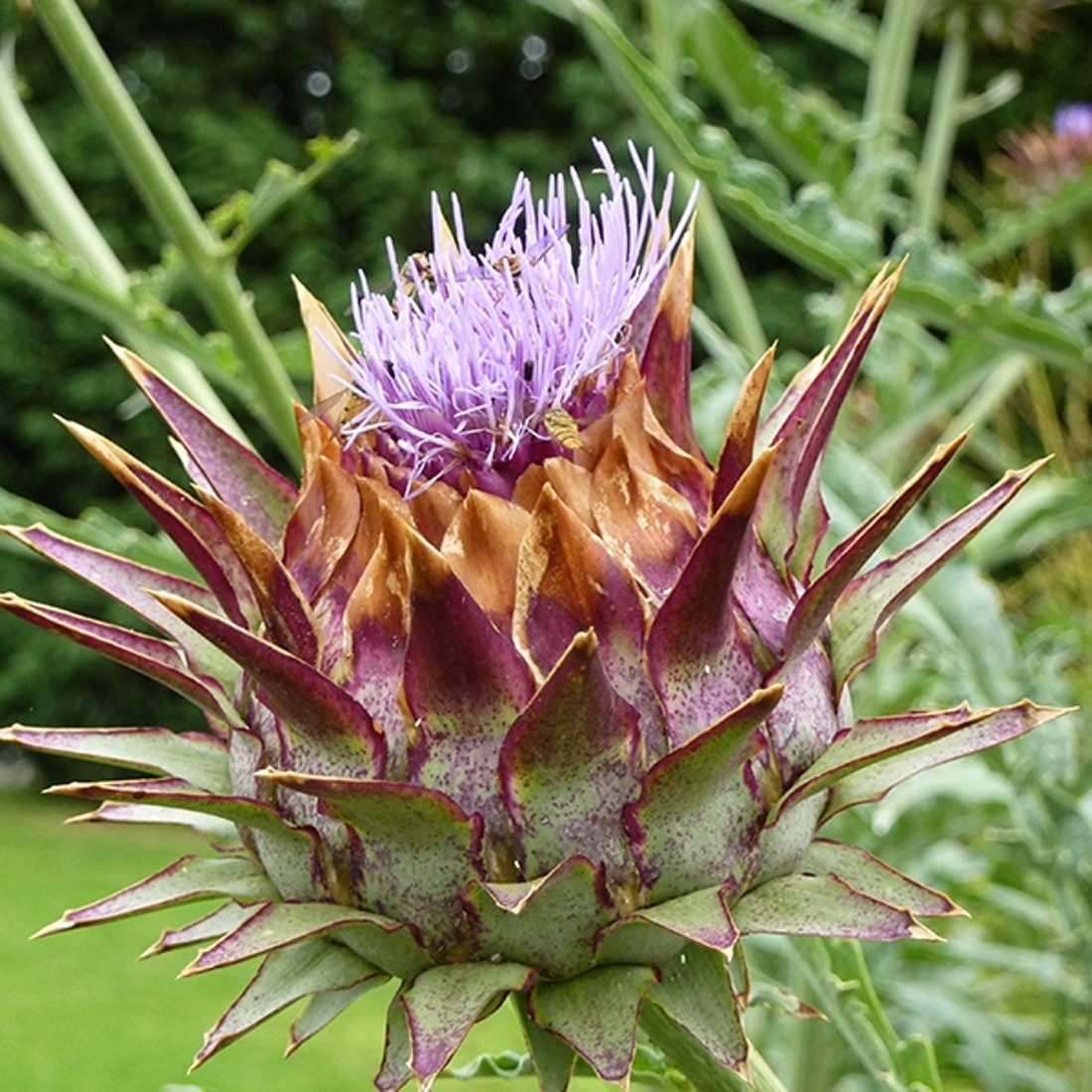 ARTICHOKE Leaf Cut