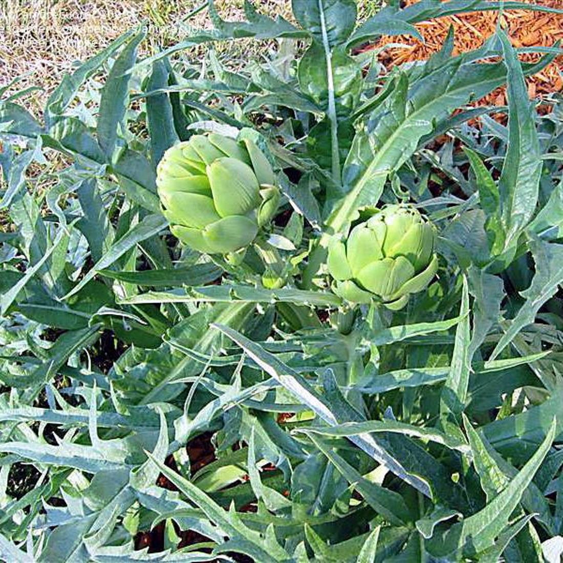 ARTICHOKE Leaf Cut