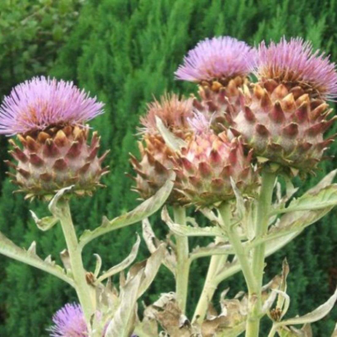 ARTICHOKE Leaf Cut