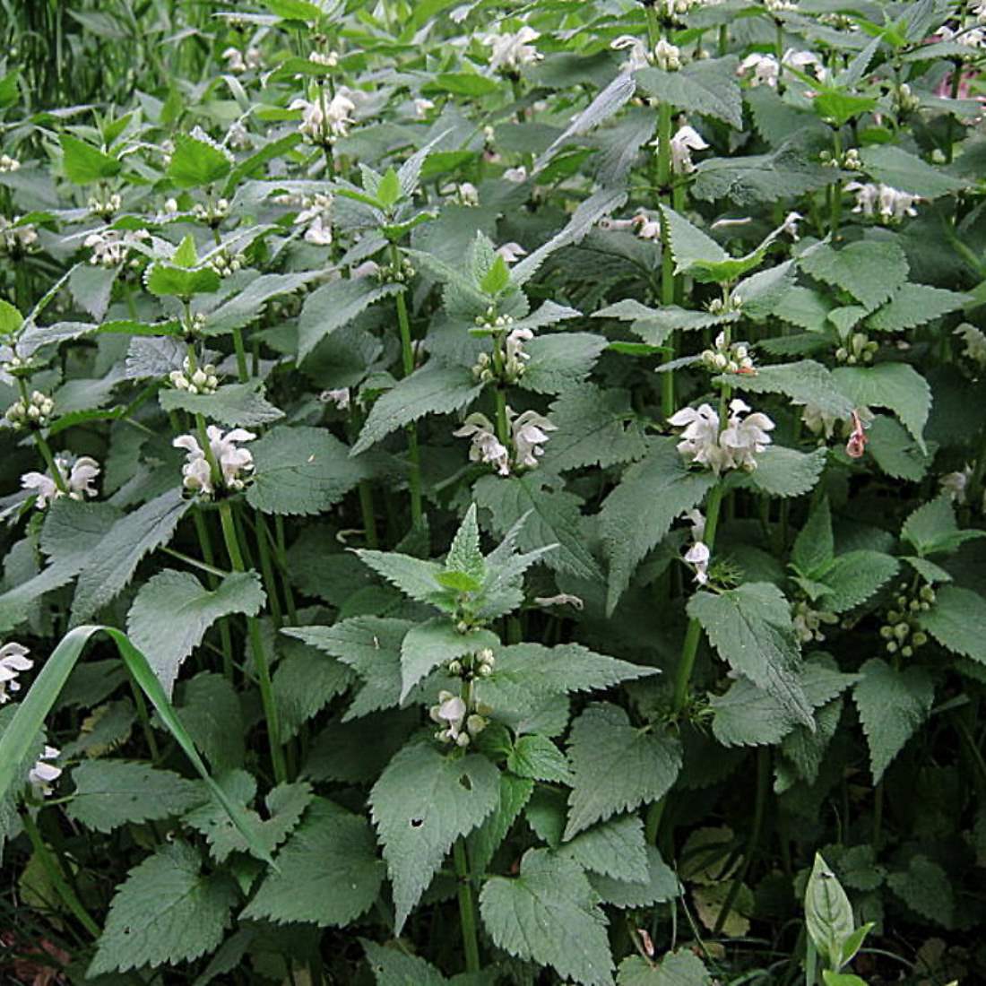 WHITE DEAD NETTLE Herb Cut