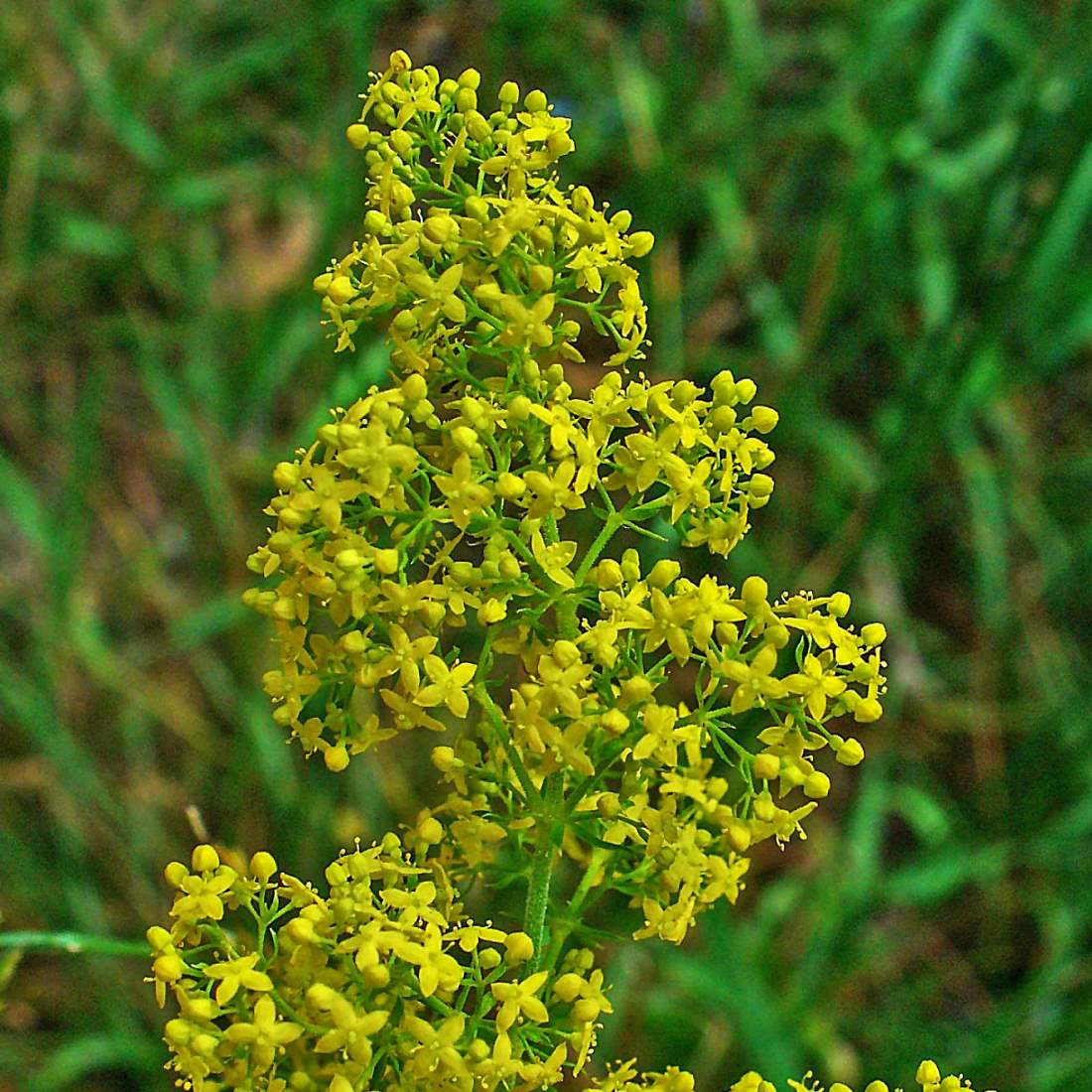 LADIES BEDSTRAW Flower Cut