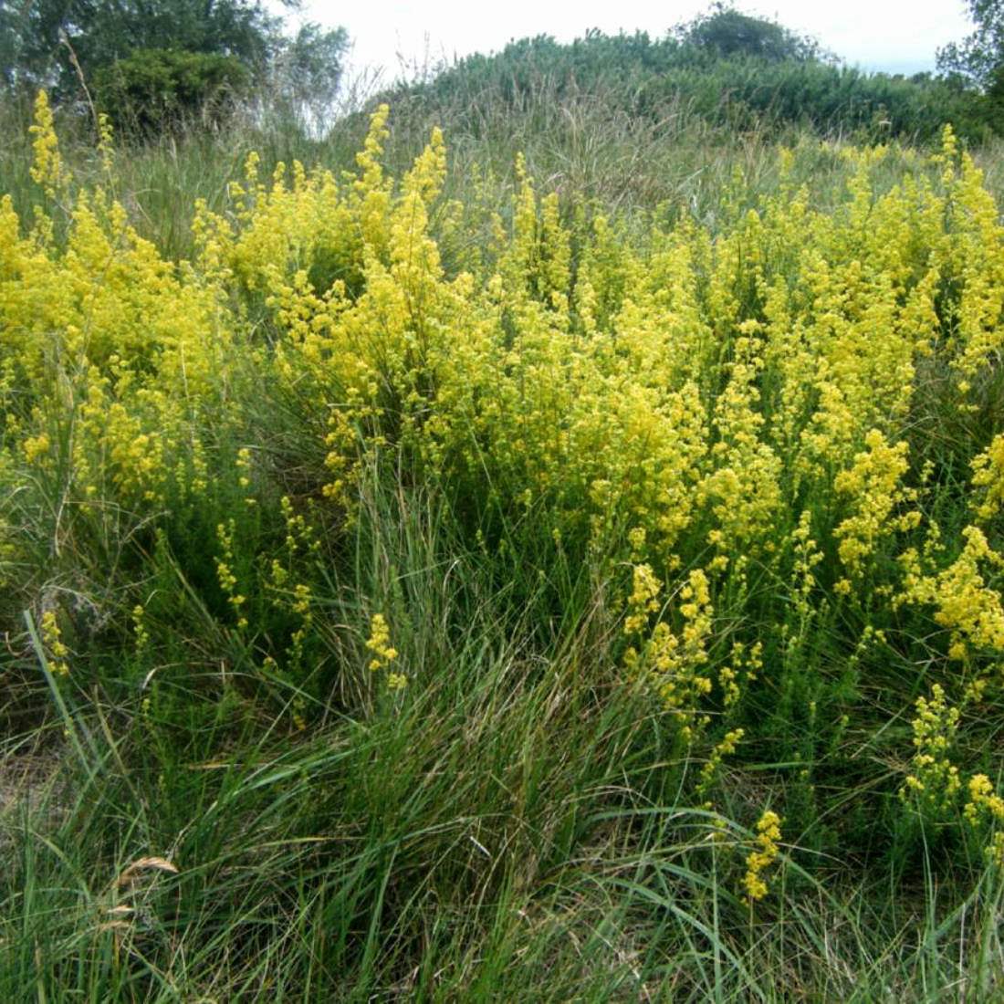 LADIES BEDSTRAW Flower Cut