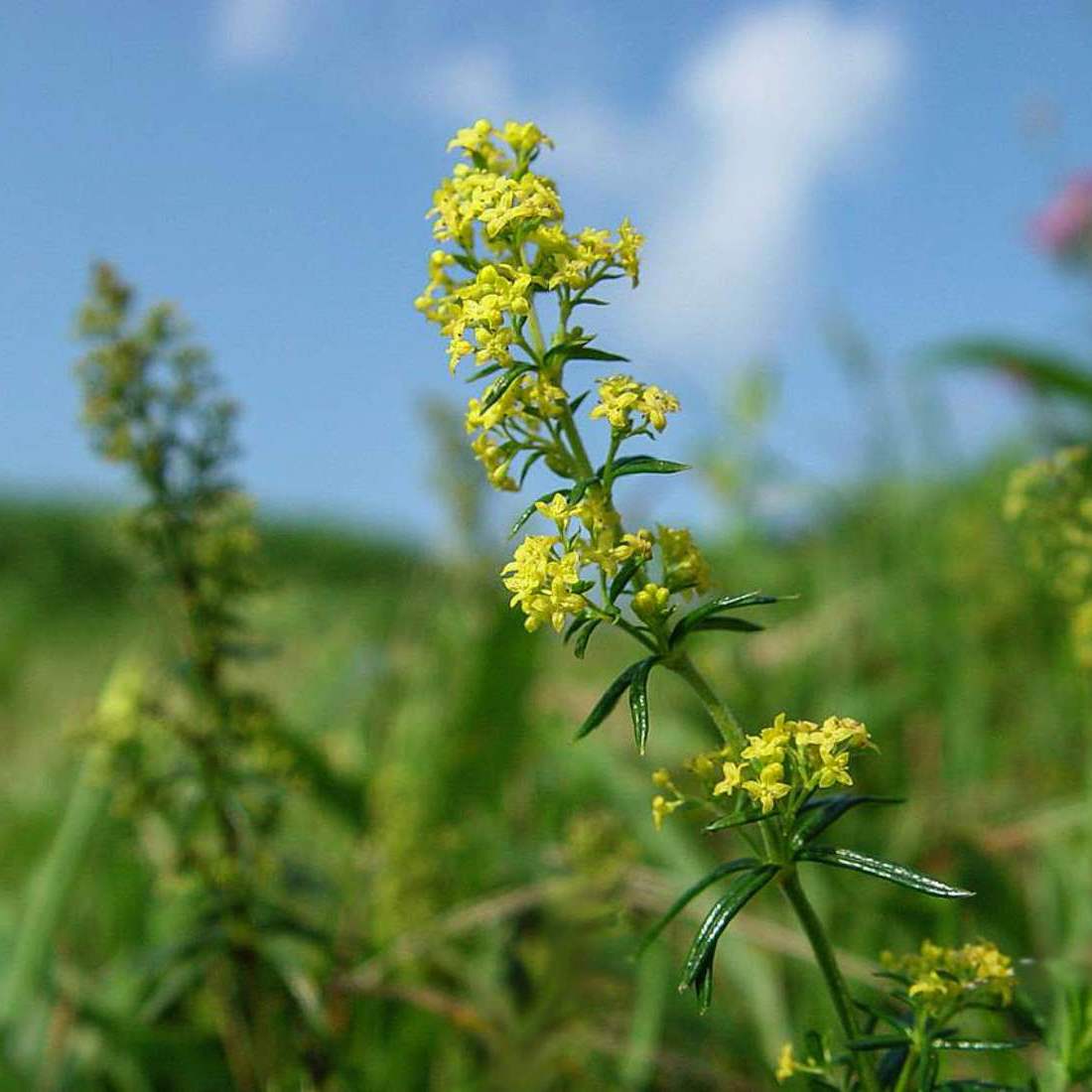 LADIES BEDSTRAW Flower Cut