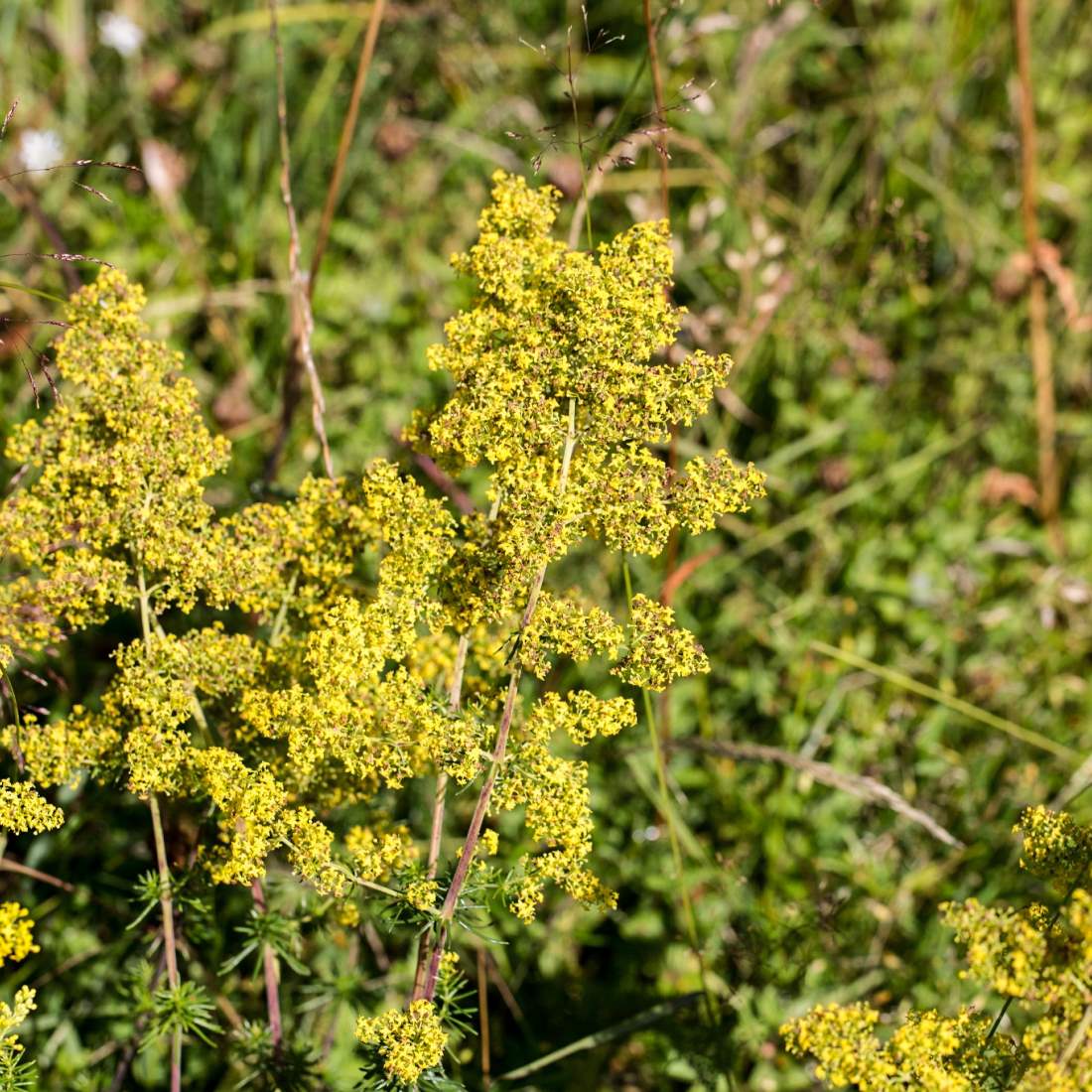 LADIES BEDSTRAW Flower Cut