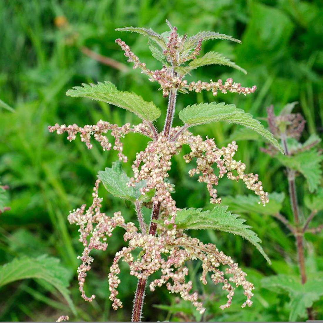 NETTLE Leaf Cut