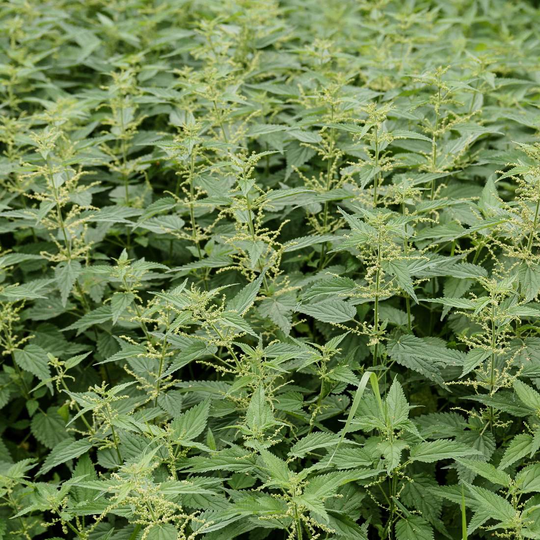 NETTLE Leaf Cut