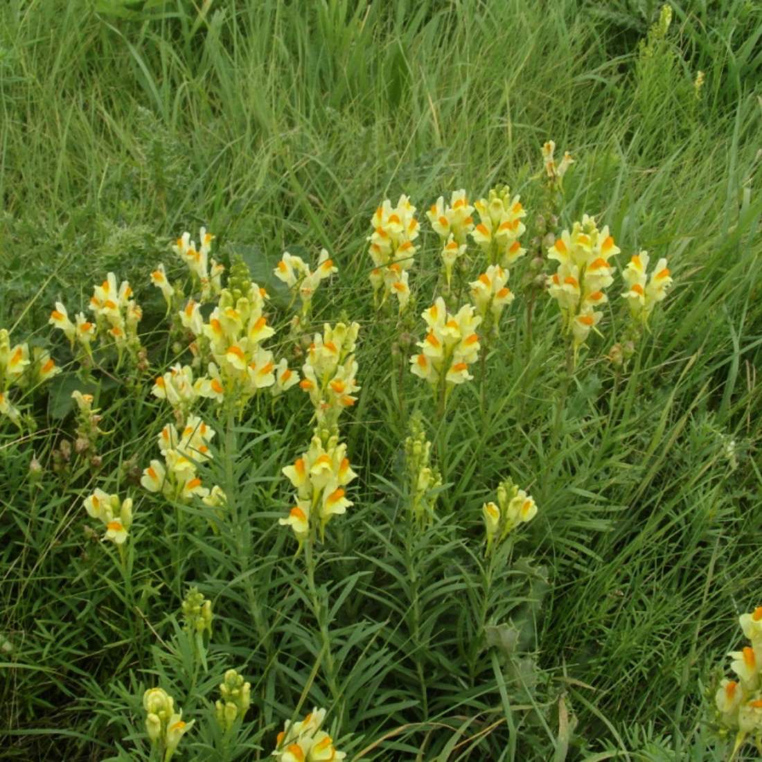 YELLOW TOADFLAX Herb Cut