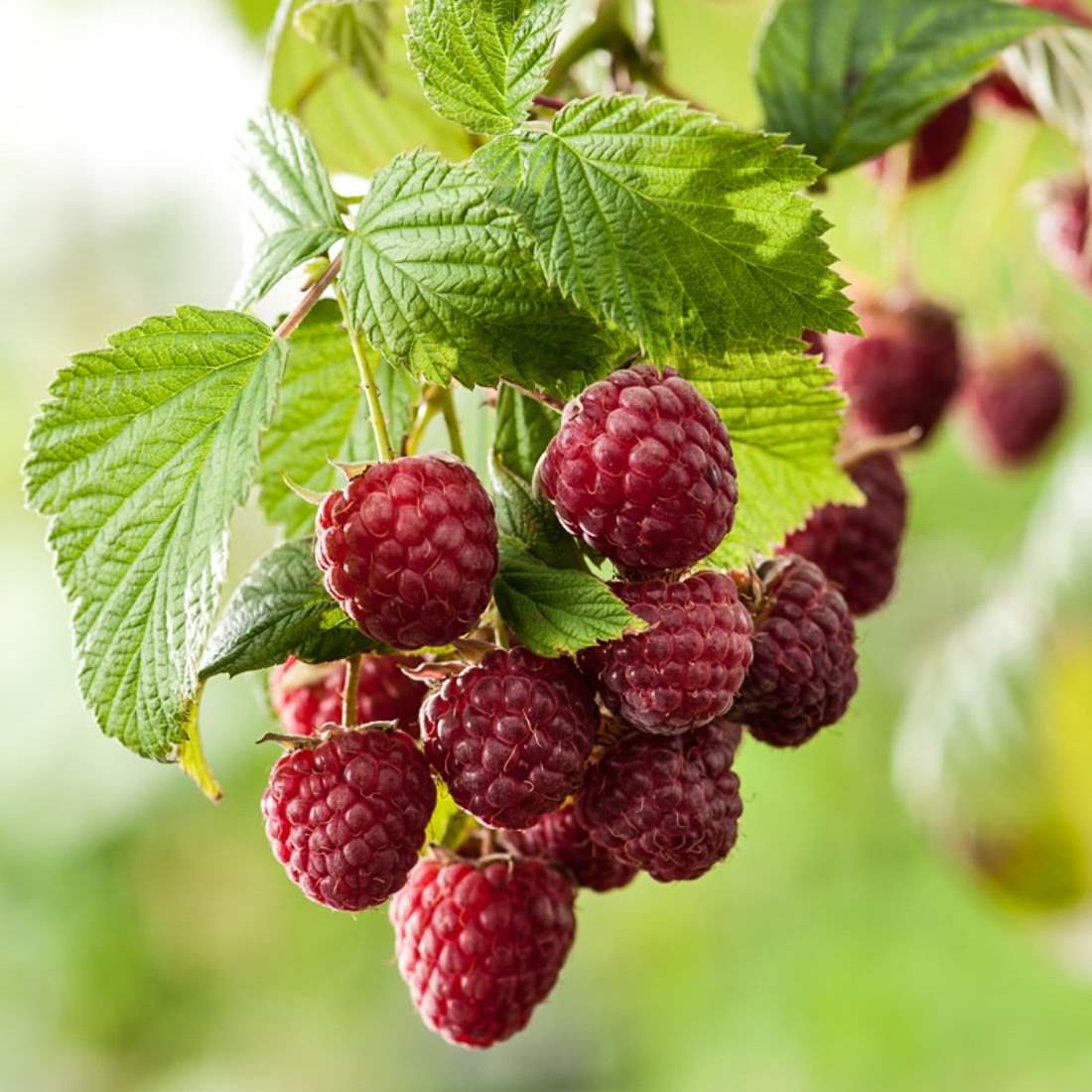 RASPBERRY Leaf Cut