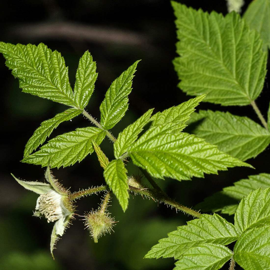 RASPBERRY Leaf Cut