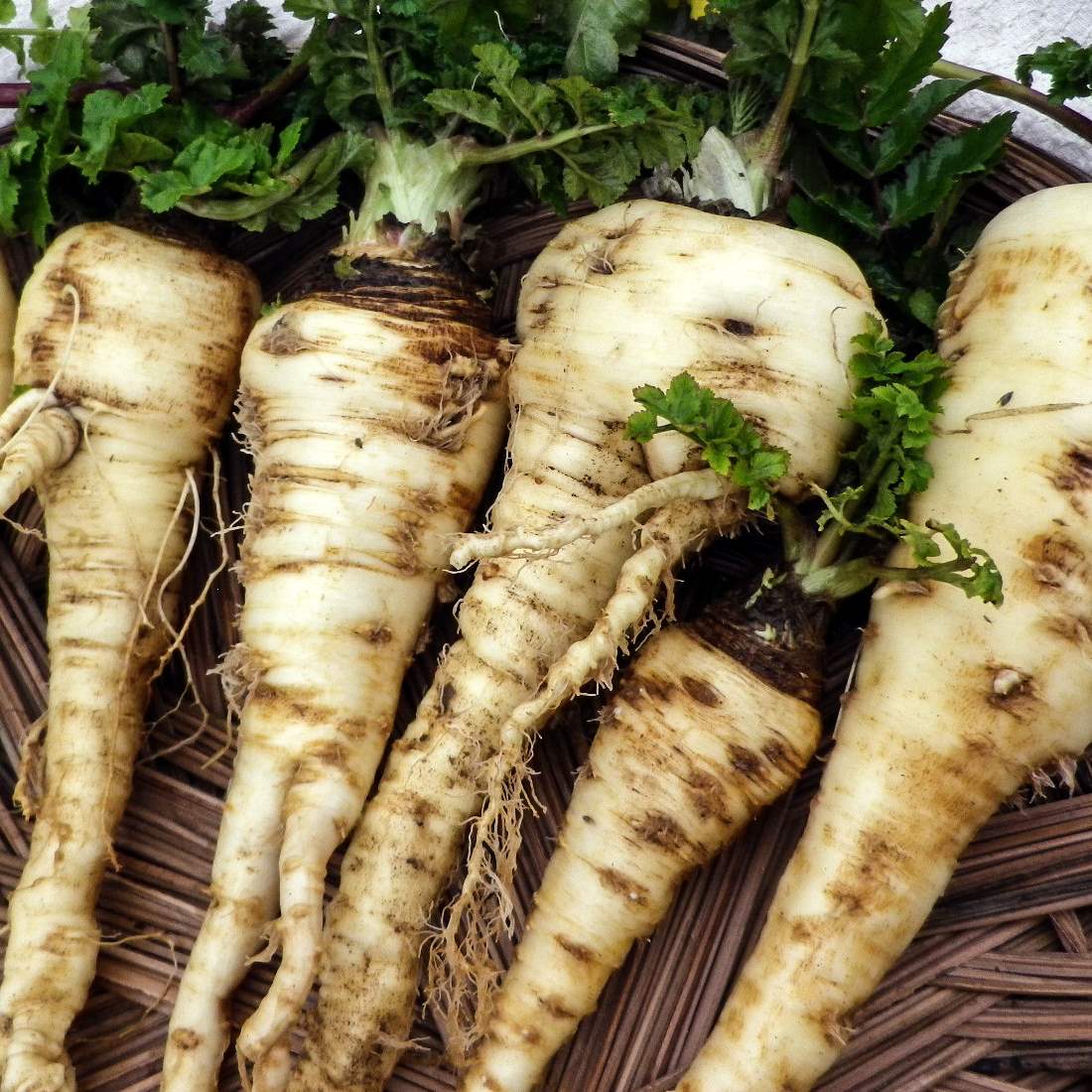 PARSNIP Root Cut