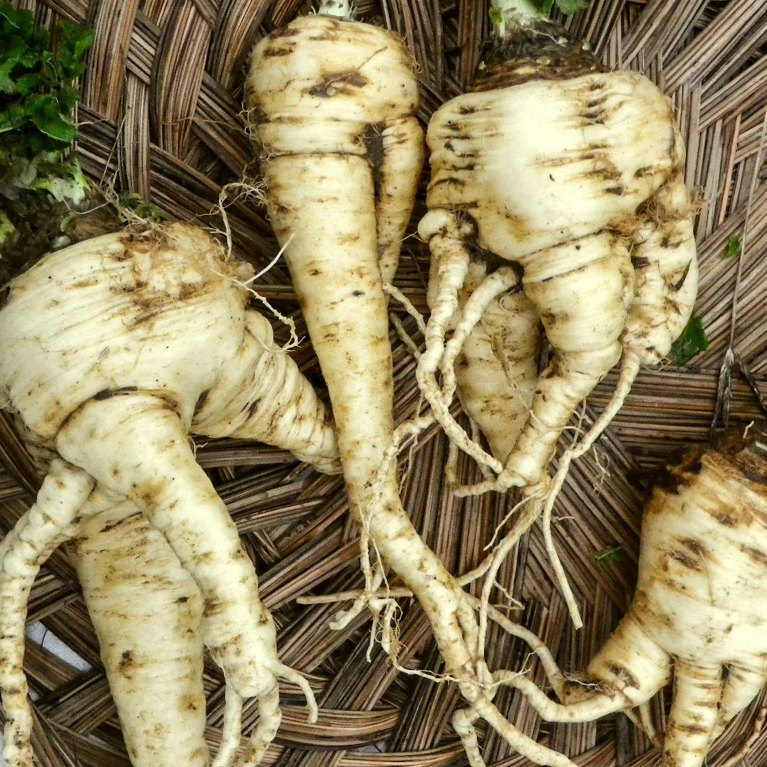 PARSNIP Root Cut