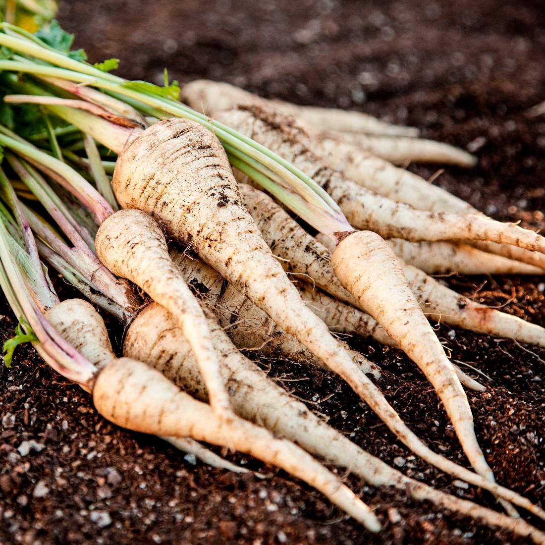 PARSNIP Root Cut