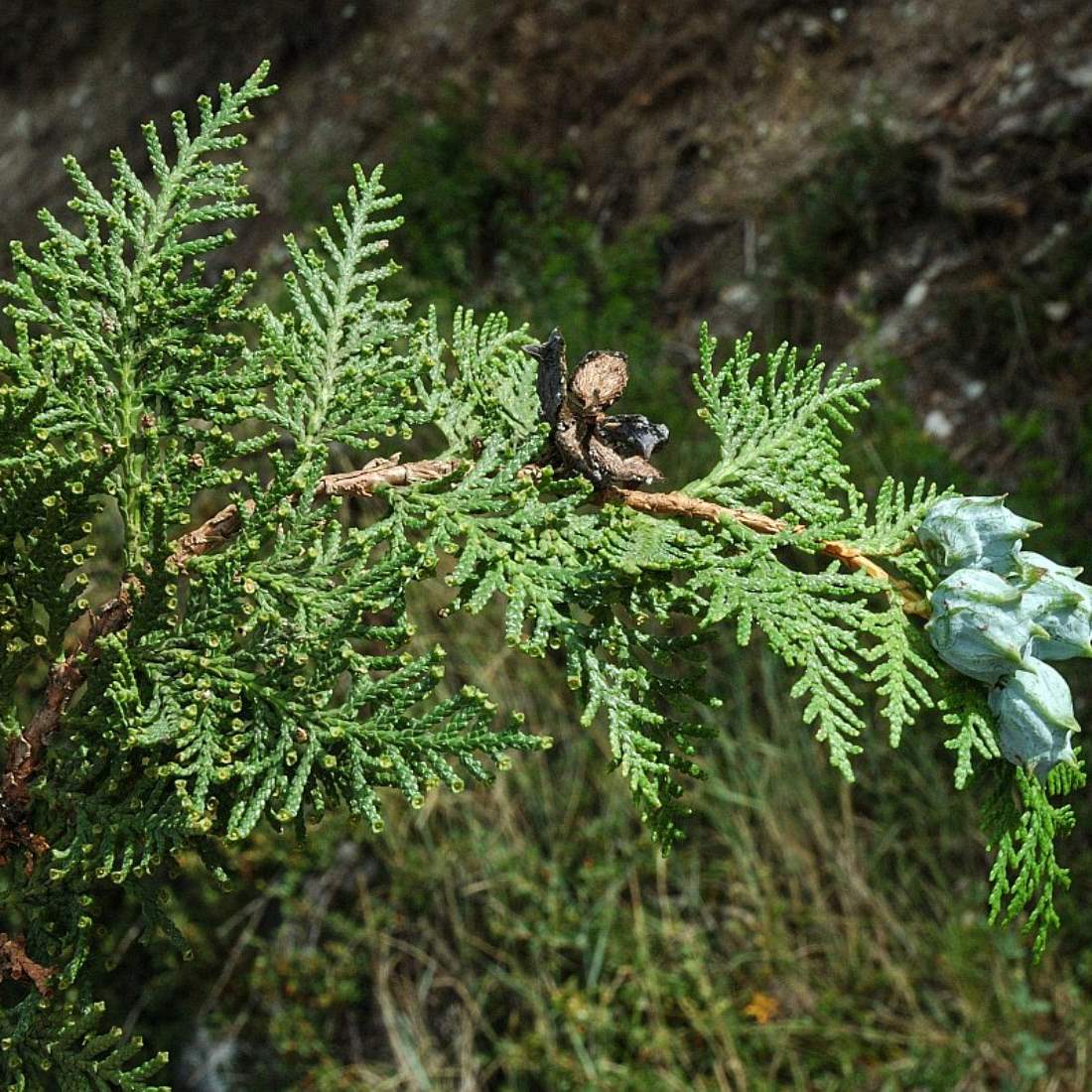 THUJA Leaf Cut