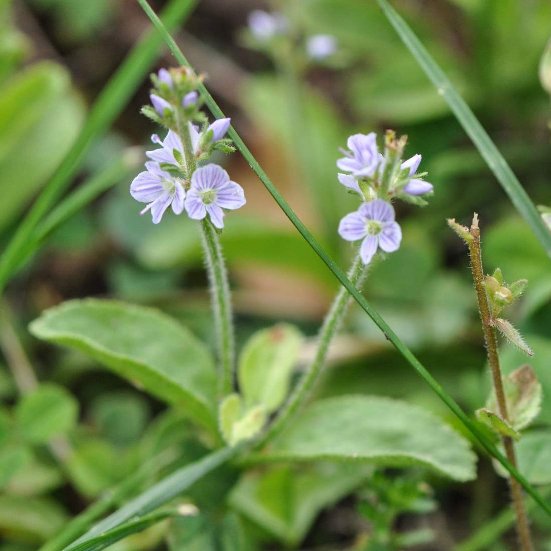 SPEEDWELL Herb Cut