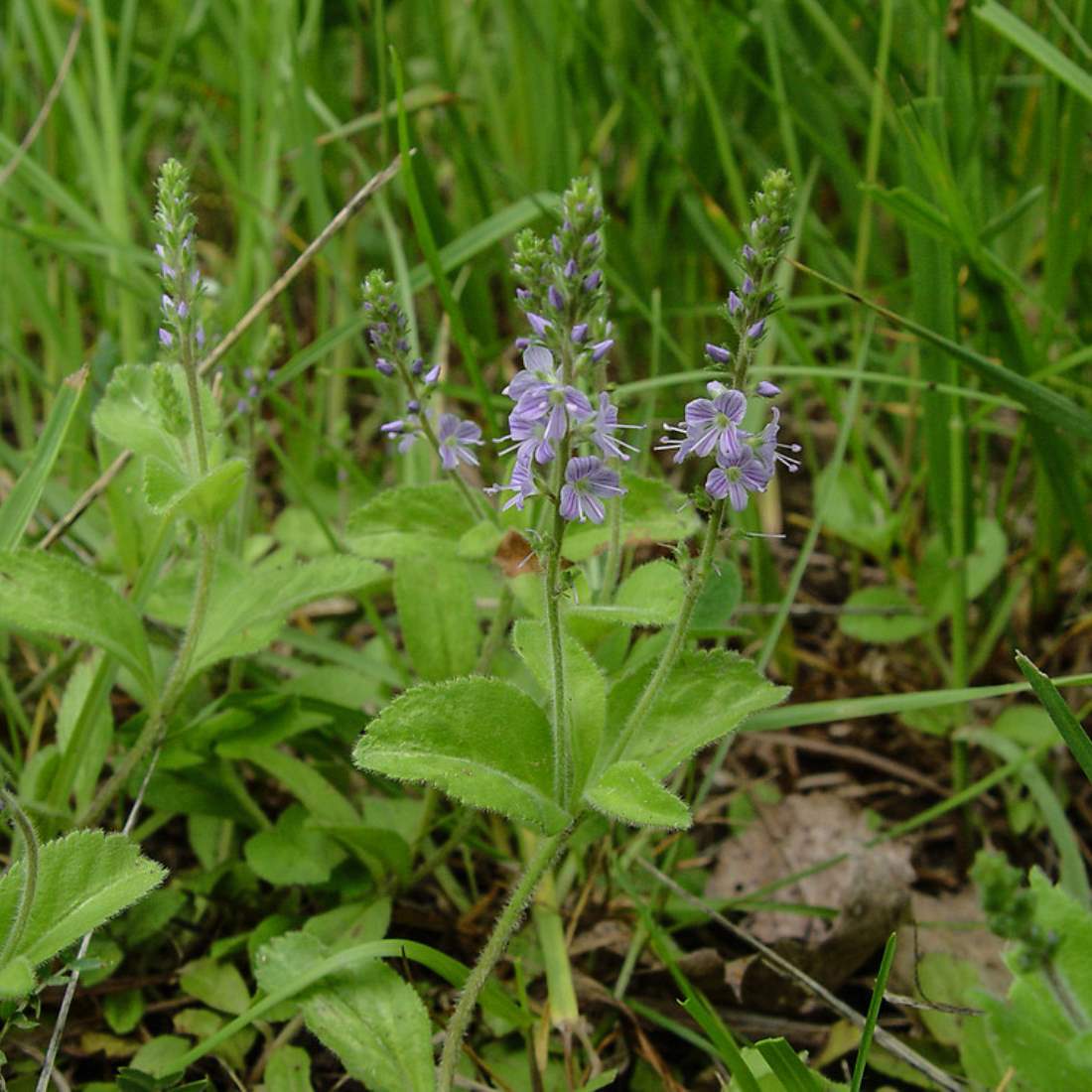 SPEEDWELL Herb Cut