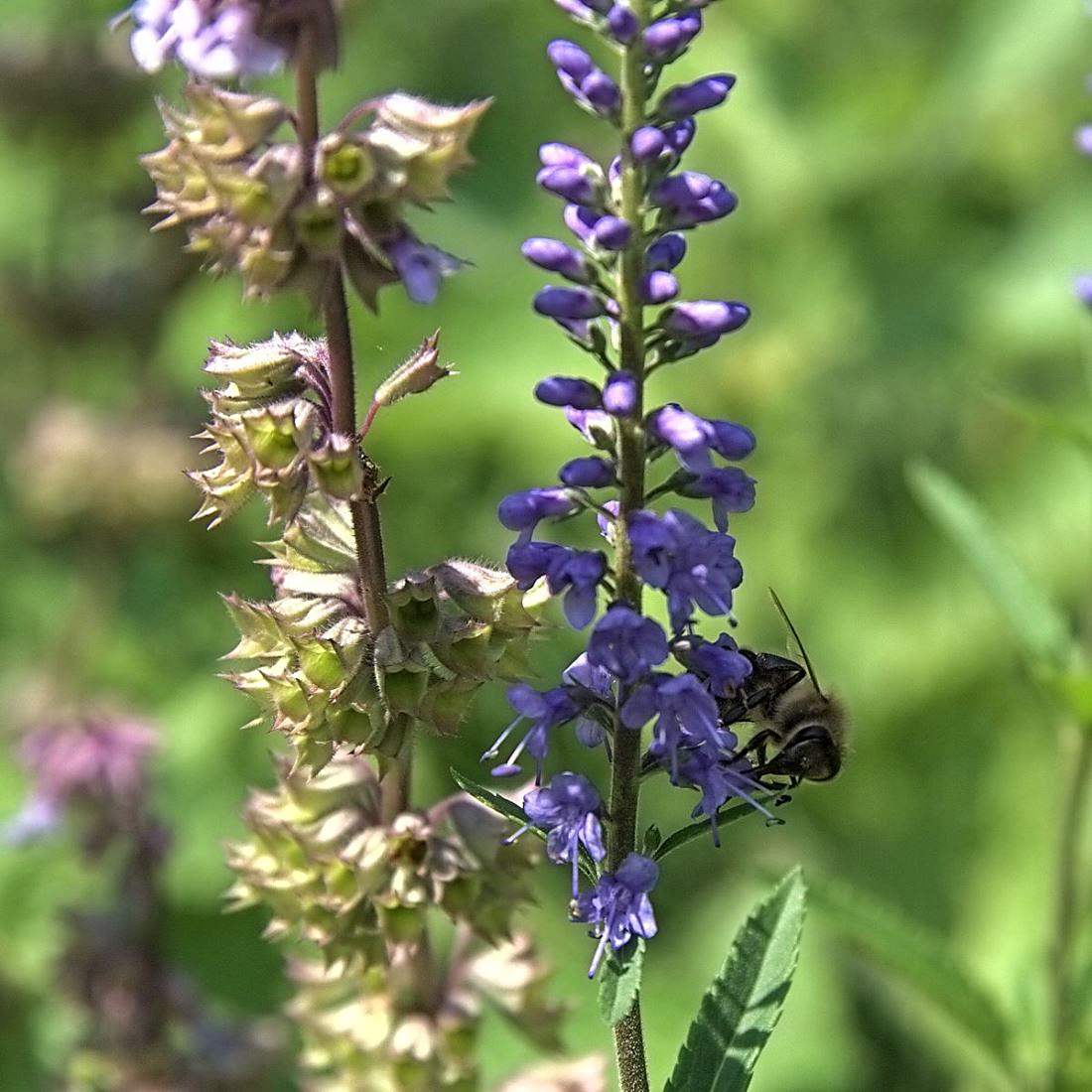 SPEEDWELL Herb Cut